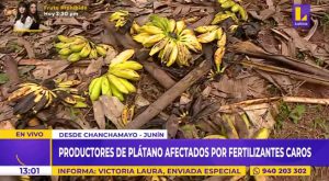 Chanchamayo: plátanos se pudren por falta de fertilizantes