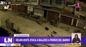 Ate: delincuente ataca a balazos a perros que resguardaban las calles