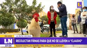 Recolectan firmas para que no separen al gallo ‘Claudio’ de su dueña