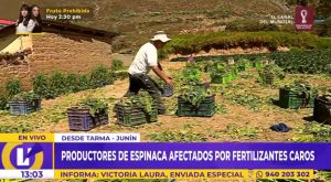 Agricultores de hortalizas advierten riesgos en sus producciones por fertilizantes caros