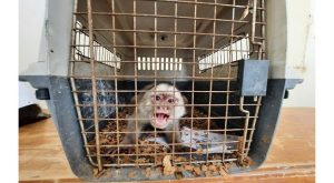 Chiclayo: Serfor rescató a mono que merodeaba en los techos de algunas casas