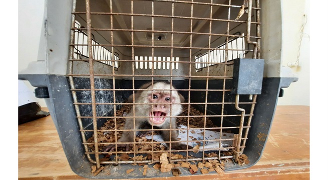 Chiclayo: Serfor rescató a mono que merodeaba en los techos de algunas casas