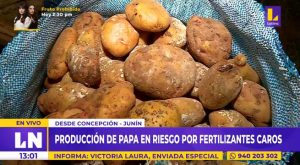 Junín: producción de papa en riesgo por fertilizantes caros