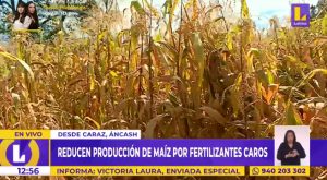 Áncash: reducen producción de maíz por fertilizantes caros