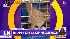 Ancón: rescatan a zorrita andina herida en medio de los arenales