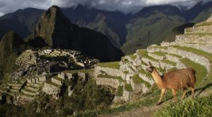 Cusco: brigadistas controlan incendio forestal cerca de Machu Picchu