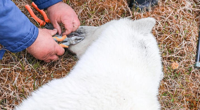 Veterinarios asisten a oso polar cuya lengua se había atascado en una lata de leche