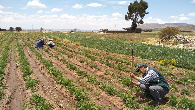 La Libertad: cerca de 3000 hectáreas de terrenos agrícolas afectadas por falta de fertilizantes