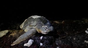 Tortugas marinas no pueden escapar del cambio climático, ni siquiera en las playas lejanas de Cuba