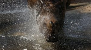 Animales del zoo de Madrid comen helados para refrescarse durante la ola de calor