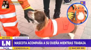Cieneguilla: mascota acompaña a su dueña mientras ella trabaja