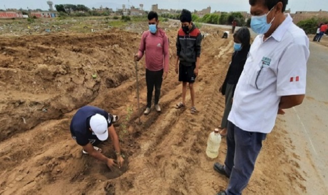 Lambayeque: sentenciados por delitos ambientales plantaron algarrobo en Monsefú