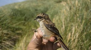 Identifican nueva especie de pequeña ave que habita en los confines del continente americano