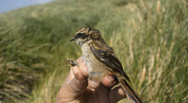 Identifican nueva especie de pequeña ave que habita en los confines del continente americano