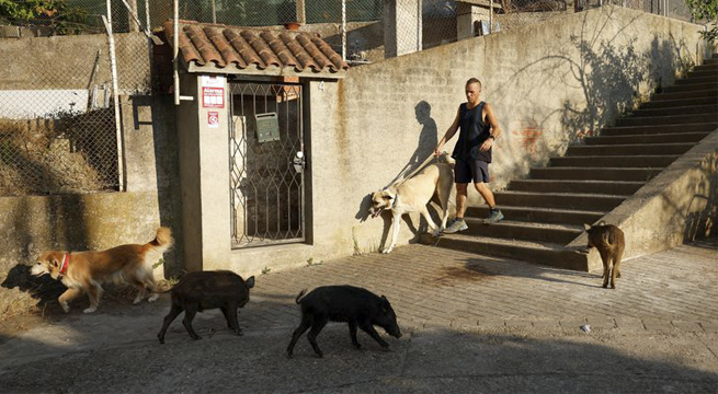 «Como si fuesen gatos»: ciudades españolas intentan frenar las invasiones de jabalíes