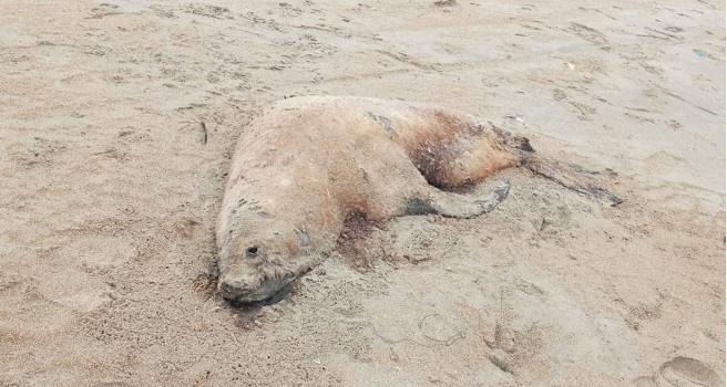 Áncash: una decena de lobos marinos varó en playa El Dorado