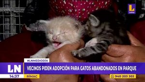 Rímac: más de 30 gatos abandonados en parque Yolanda Vigil necesitan hogar