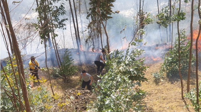 Áncash: incendio de gran magnitud afecta plantaciones de eucalipto en Taricá