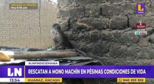Áncash: Mono machín es rescatado en pésimas condiciones de vida