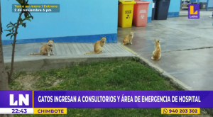 Chimbote: gatos invaden hospital, poniendo en riesgo a pacientes