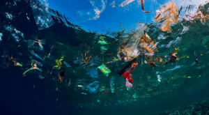 ¡Alarmante! Científicos calculan que en el 2050 habrá más microplástico que peces en el mar
