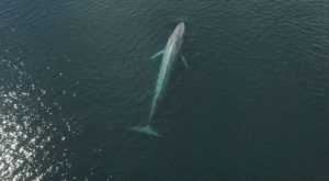 Cómo la inteligencia artificial puede salvar a las ballenas cuando migran