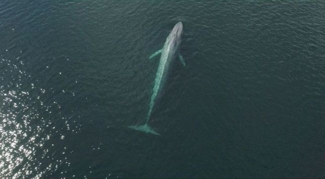 Cómo la inteligencia artificial puede salvar a las ballenas cuando migran