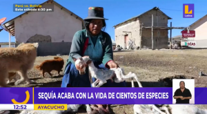 Ayacucho: sequía acaba con la vida de cientos de animales