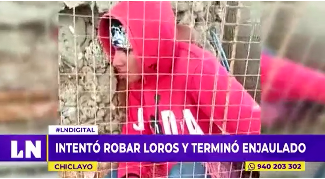 Chiclayo: sujeto intentó robar loros, pero terminó enjaulado
