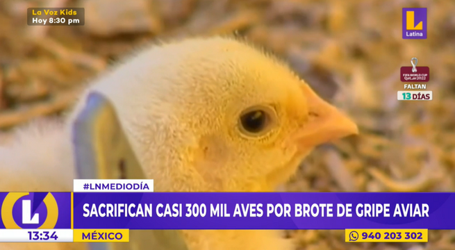 Sacrifican más de 290 mil aves por brote de gripe aviar