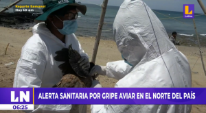 Senasa sobre influenza aviar: «Se estaría transmitiendo por aves silvestres de EE. UU.»