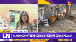 Alarma en Lambayeque: detectan cerca de 200 aves de corral infectadas con gripe aviar