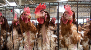 Influenza aviar en el Perú: lo que debes saber sobre el virus