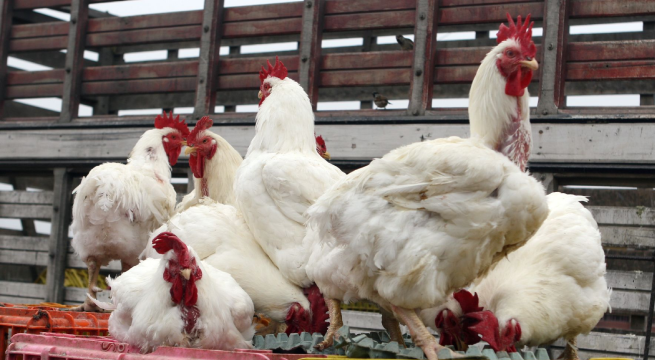 Influenza aviar en Perú: declaran emergencia sanitaria por 90 días en todo el país