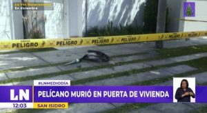 Gripe Aviar: encuentran pelícano muerto afuera de una vivienda en San Isidro