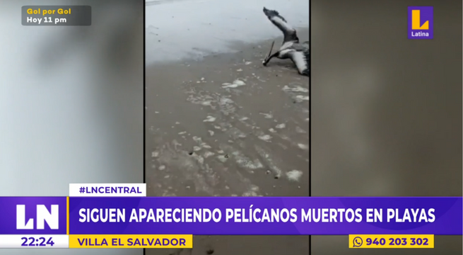 VES: pelícanos muertos siguen apareciendo en playas