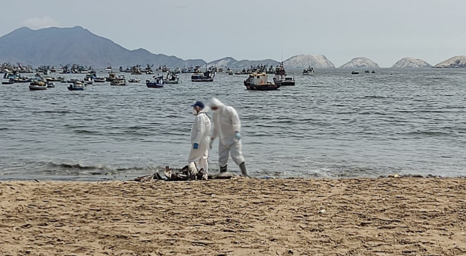 Gripe aviar: Ministerio de Salud define este lunes el cierre de playas