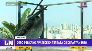 Gripe aviar: pelícano infectado aparece en la terraza de un departamento de Miraflores