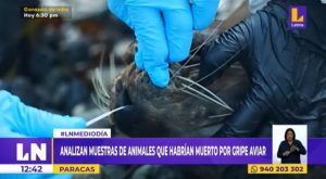 Paracas: Sernanp analiza muestras de lobos marinos que habrían muerto por gripe aviar