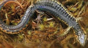 Descubren nueva especie de lagartija en Cusco: Microlophus yanachacra