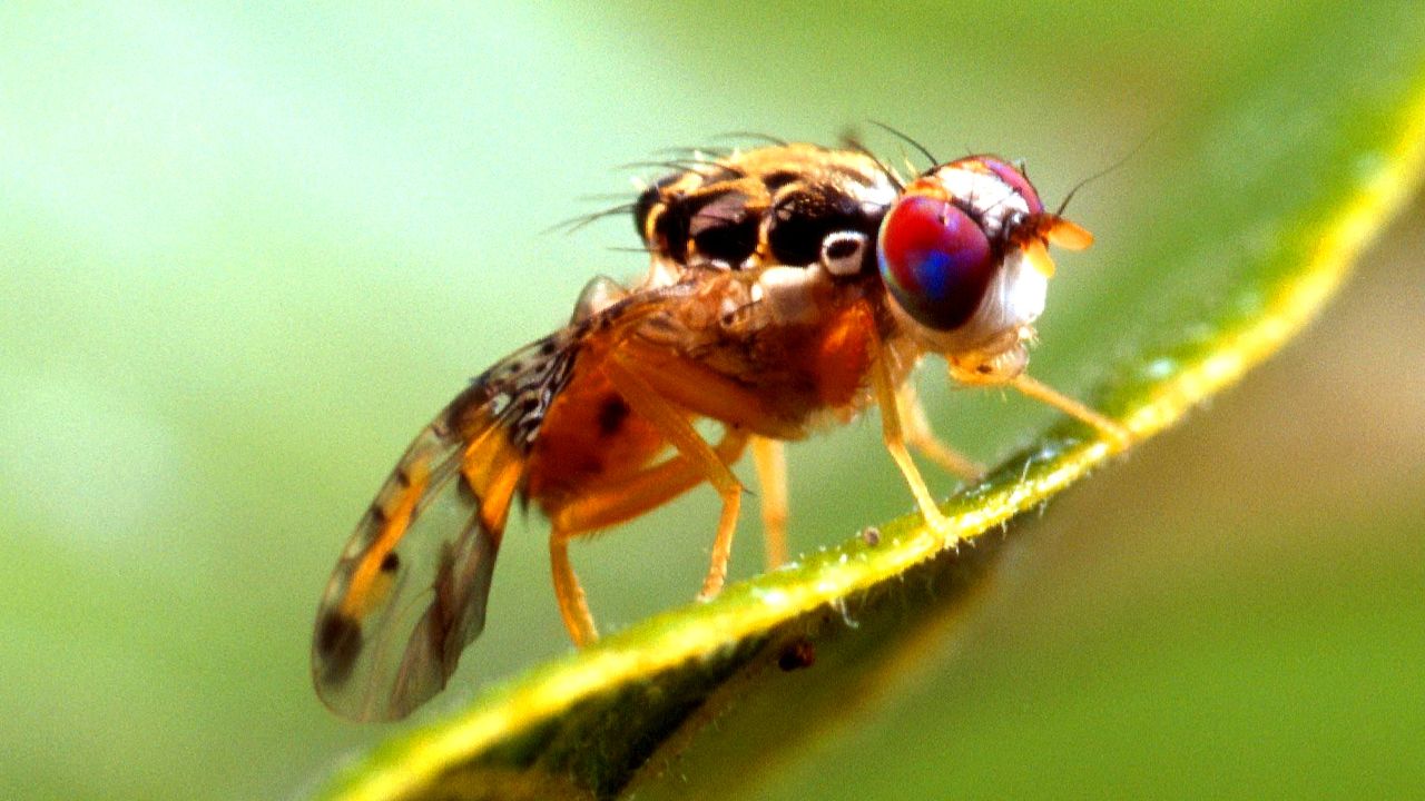 Nuevo estudio revela alucinante parecido entre el cerebro humano y el de la mosca de la fruta