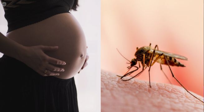 Dengue: ¿puede traerme problemas durante el embarazo?