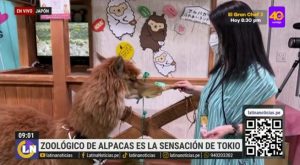 Japón: zoológico de alpacas sorprende a sus visitantes