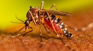 Minsa: Disminuyen casos de dengue en 19 regiones del Perú
