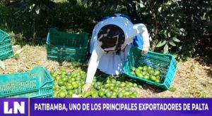 La palta, maravilloso fruto de Ayacucho y Áncash