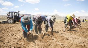 El Niño: daños en cultivos recibirán mayor indemnización por seguros