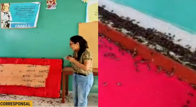 Suspenden clases en colegio de Chiclayo por invasión de grillos