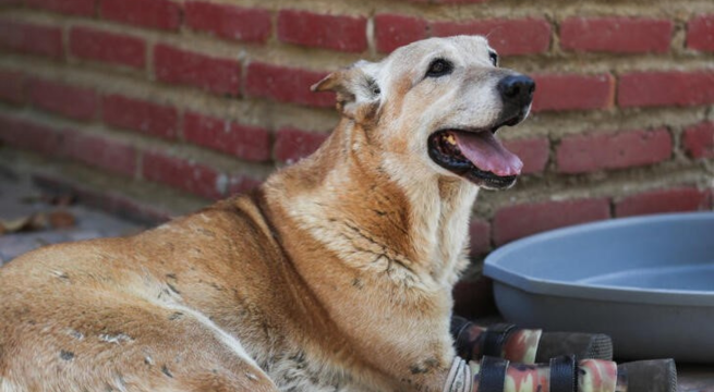 El 70% de las mascotas mexicanas sufren algún tipo de maltrato