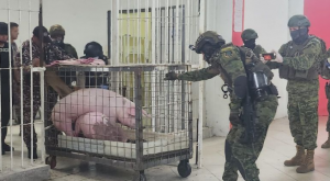 Ecuador: autoridades penitenciarias decomisan cerdos y gallos de pelea en una cárcel