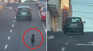 Mujer abandona a perrito en plena vía pública y este corre detrás del auto